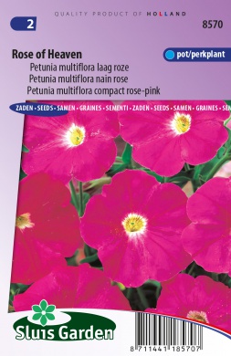 Petunia Rose of Heaven - 750 seeds SL